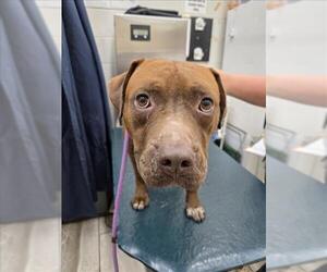 American Staffordshire Terrier Dogs for adoption in Mobile, AL, USA