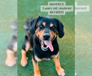 Black and Tan Coonhound Dogs for adoption in Supply, NC, USA