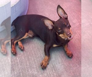 Chiweenie Dogs for adoption in Newport Beach, CA, USA