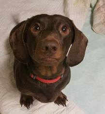 Dachshund Dogs for adoption in Walnutport, PA, USA