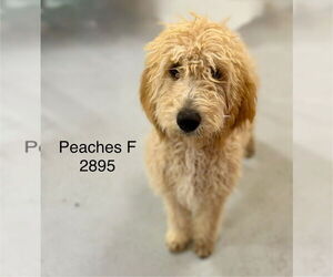 Golden Retriever Dogs for adoption in Studio City, CA, USA