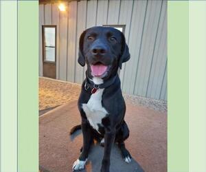 Labmaraner Dogs for adoption in Fargo, ND, USA