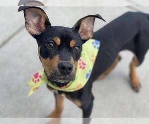 Doberman Pinscher-Unknown Mix Dogs for adoption in Tulsa, OK, USA