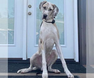 Great Dane Dogs for adoption in Vail, AZ, USA