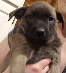 Medium Photo #1 Rottweiler-Unknown Mix Puppy For Sale in Princeton, MN, USA