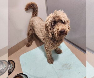 Golden Retriever Dogs for adoption in Walnutport, PA, USA