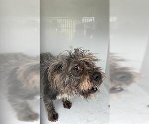 Fox Terrier (Toy)-Unknown Mix Dogs for adoption in Houston, TX, USA