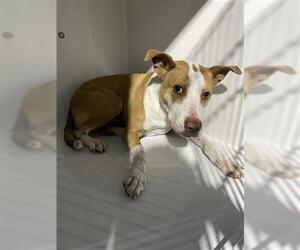 American Staffordshire Terrier-Unknown Mix Dogs for adoption in Houston, TX, USA