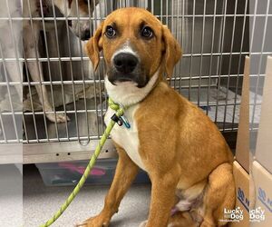 Labrador Retriever-Retriever  Mix Dogs for adoption in Washington, DC, USA