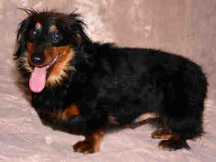 Dachshund Dogs for adoption in West Valley, UT, USA