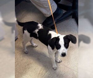 Mutt Dogs for adoption in Plano, TX, USA
