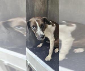 Mutt Dogs for adoption in San Antonio, TX, USA