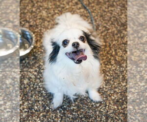 Chihuahua Dogs for adoption in St. Louis Park, MN, USA