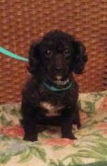 Poodle (Toy) Dogs for adoption in Tulsa, OK, USA