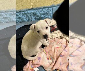 Labrador Retriever-Unknown Mix Dogs for adoption in Tracy City, TN, USA