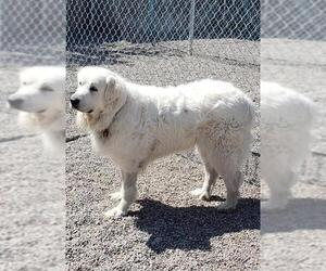 Great Pyrenees Dogs for adoption in Hamilton, MT, USA