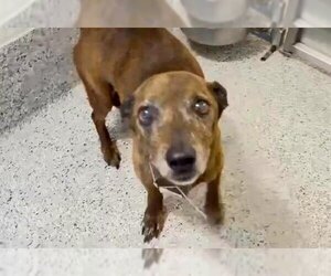Dachshund-Unknown Mix Dogs for adoption in Houston, TX, USA