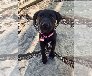 Labrador Retriever-Unknown Mix Dogs for adoption in Boston, MA, USA