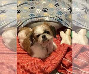 Shih Tzu-Unknown Mix Dogs for adoption in Tempe , AZ, USA