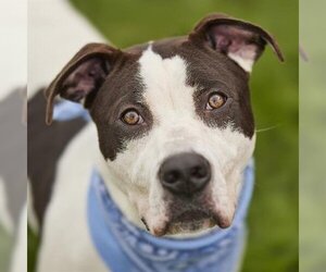 Staffordshire Bull Terrier Dogs for adoption in Rosenberg, TX, USA