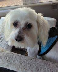 Maltese Dogs for adoption in Colorado Springs , CO, USA