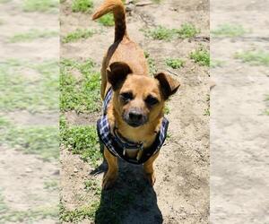 Chiweenie Dogs for adoption in Seal Beach, CA, USA