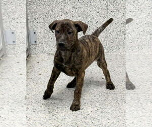 Labrador Retriever-Unknown Mix Dogs for adoption in Mechanicsburg, PA, USA