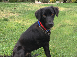 Labrador Retriever Dogs for adoption in Agoura Hills, CA, USA