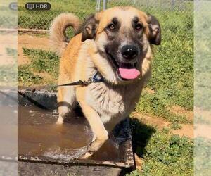 Anatolian Shepherd-German Shepherd Dog Mix Dogs for adoption in Sacramento, CA, USA