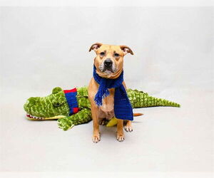 Black Mouth Cur-Staffordshire Bull Terrier Mix Dogs for adoption in Sanford, FL, USA