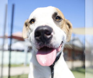 American Staffordshire Terrier-Unknown Mix Dogs for adoption in San Antonio, TX, USA