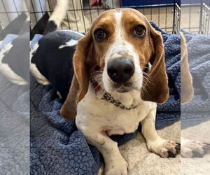 Basset Hound Dogs for adoption in Sanford, FL, USA