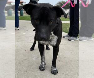 American Staffordshire Terrier-Unknown Mix Dogs for adoption in San Antonio, TX, USA