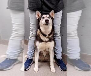 Siberian Husky-Unknown Mix Dogs for adoption in Las Vegas, NV, USA