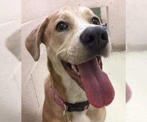 Labrador Retriever-Unknown Mix Dogs for adoption in Silver Spring, MD, USA