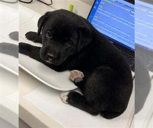 Labrador Retriever-Unknown Mix Dogs for adoption in Rosenberg, TX, USA