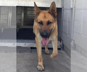 German Shepherd Dog Dogs for adoption in Burbank, CA, USA