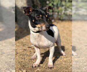 Rat Terrier Dogs for adoption in PIPE CREEK, TX, USA