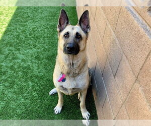 German Shepherd Dog Dogs for adoption in Moreno Valley, CA, USA