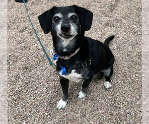 Dachshund-Unknown Mix Dogs for adoption in Fort Collins, CO, USA