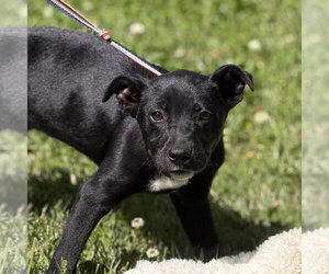 Labrador Retriever-Unknown Mix Dogs for adoption in Yardley, PA, USA