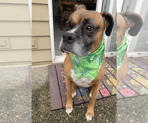 Boxer Dogs for adoption in Stanwood, WA, USA