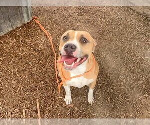Mutt Dogs for adoption in Orange, CA, USA