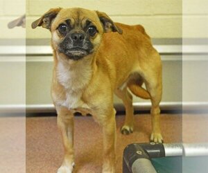 Chug Dogs for adoption in Ogden, UT, USA