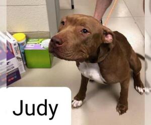 American Pit Bull Terrier Dogs for adoption in Johnson City, TN, USA