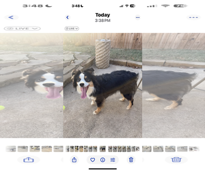 Medium Photo #4 Australian Shepherd Puppy For Sale in Dallas, TX, USA