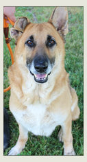 German Shepherd Dog Dogs for adoption in Hillsdale, IN, USA