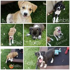 Bullboxer Pit Dogs for adoption in Von Ormy, TX, USA
