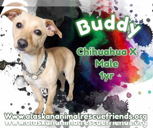 Chihuahua-Unknown Mix Dogs for adoption in Anchorage, AK, USA