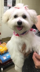 Maltese Dogs for adoption in Amarillo, TX, USA